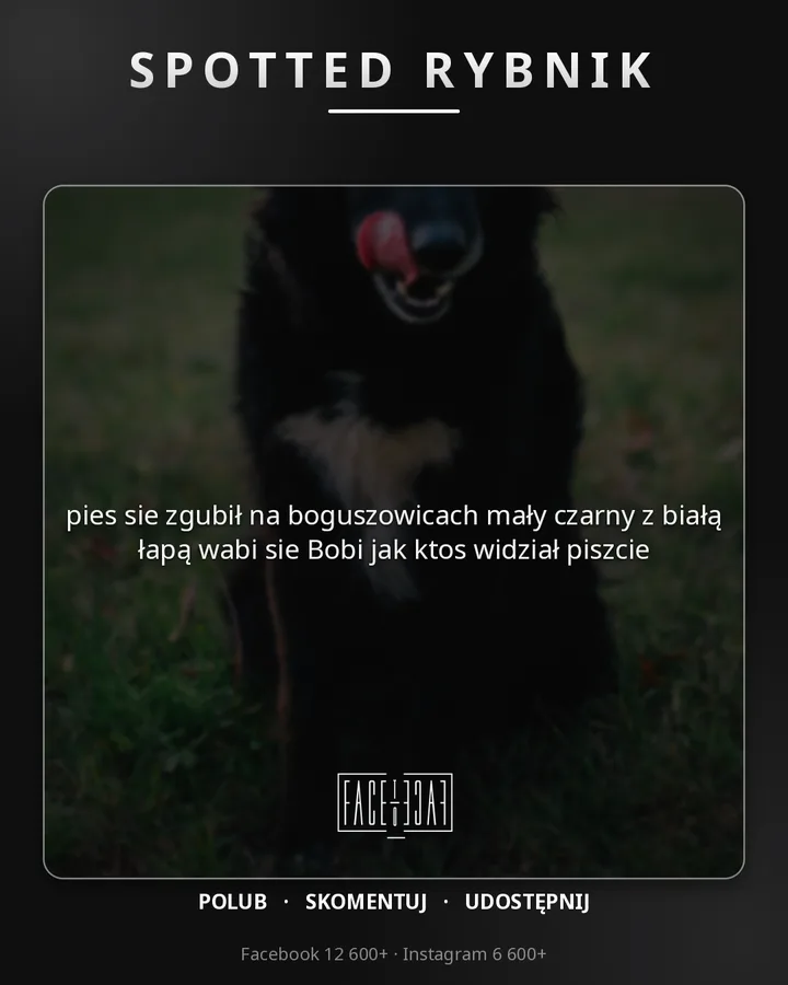 pies sie zgubił na boguszowicach mały czarny z białą łapą wabi sie Bobi jak ktos widział piszcie